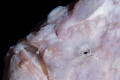   Nice white frogfish Philippines  
